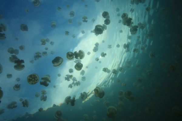 Озеро медуз на архипелаге Палау
